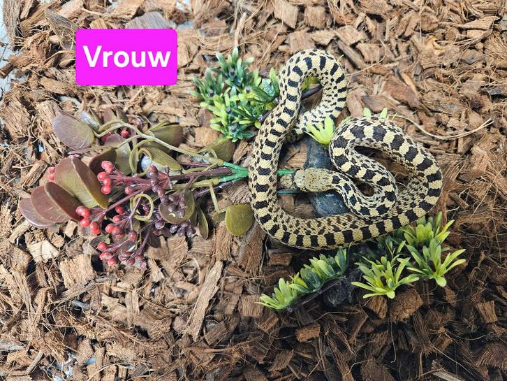 Pituophis catenifer sayi Stierslang, Dieren en Toebehoren, Reptielen en Amfibieën, Slang, 0 tot 2 jaar
