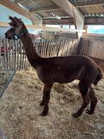 Alpaca hengst, Dieren en Toebehoren, Overige Dieren, Juli, Mannelijk