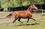 Erg Mooie 2-jarige Welsh Part-Bred merrie, Dieren en Toebehoren, Pony's, Merrie, Gechipt, Niet van toepassing, 0 tot 2 jaar