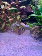 Corydoras panda, Dieren en Toebehoren, Vis