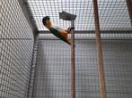 Zwartkop caique man., Dieren en Toebehoren, Vogels | Parkieten en Papegaaien, Mannelijk, Parkiet, Geringd