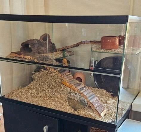 Terrarium gebrilarium + alle toebehoren, Dieren en Toebehoren, Reptielen en Amfibieën | Toebehoren, Zo goed als nieuw, Terrarium of Paludarium