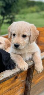 Labradoodle puos per direct beschikbaar, CDV (hondenziekte), 8 tot 15 weken, Labrador retriever, Meerdere