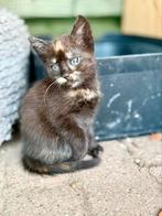 Hele lieve kittens!, Dieren en Toebehoren, Katten en Kittens | Overige Katten, Poes