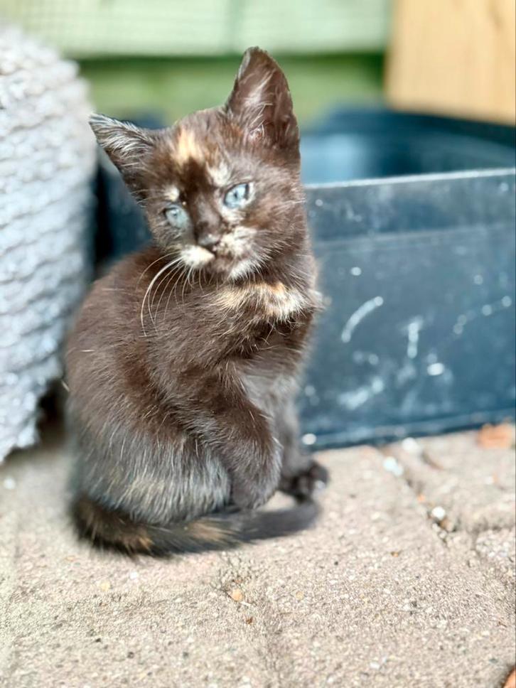 Hele lieve kittens!, Dieren en Toebehoren, Katten en Kittens | Overige Katten, Poes
