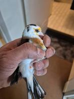 Scarpati putter man en witkeel pop allebei van 2023, Dieren en Toebehoren, Meerdere dieren, Bastaard