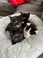 Prachtige kittens kruising Britse langhaar, Dieren en Toebehoren, Katten en Kittens | Raskatten | Langhaar, Meerdere dieren, 0 tot 2 jaar
