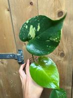 Monstera deliciosa variegata plant mint green jungle, Huis en Inrichting, Ophalen of Verzenden, Halfschaduw, Minder dan 100 cm