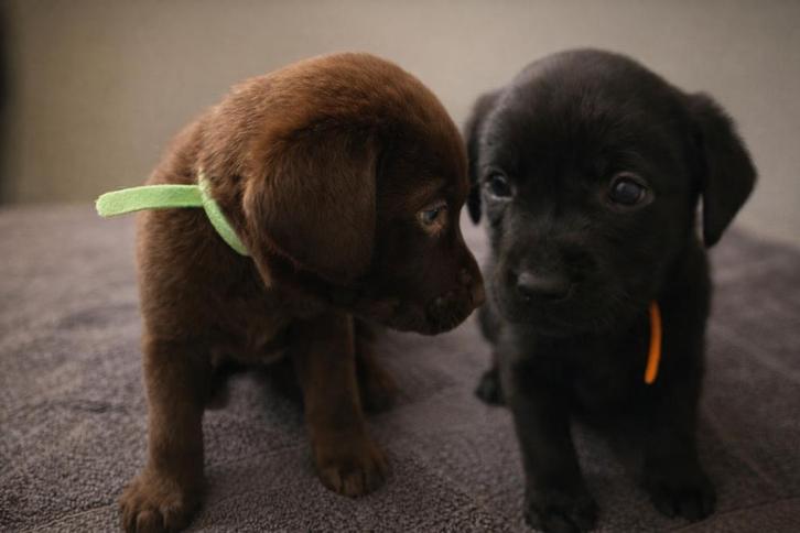Mooie en lieve Labrador puppies (Raszuiver), Dieren en Toebehoren, Honden | Retrievers, Spaniëls en Waterhonden, Meerdere dieren