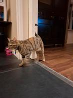 Lief poesje, Dieren en Toebehoren, Poes, 0 tot 2 jaar