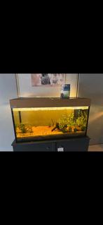 Aquarium 200l, Ophalen of Verzenden, Gebruikt, Filter of Co2