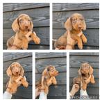 Prachtige Teckel pups beschikbaar., Dieren en Toebehoren, Honden | Teckels en Dashonden, Nederland, CDV (hondenziekte), 8 tot 15 weken