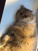 dekkater, Dieren en Toebehoren