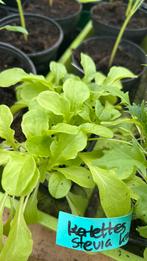 Diverse Moestuinplantjes bio groente en kruiden, Tuin en Terras, Planten | Tuinplanten, Ophalen, Volle zon, Groenteplanten, Eenjarig