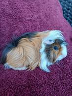 Langharige cavia's gezocht, Dieren en Toebehoren, Knaagdieren, Vrouwelijk, Cavia, Voor 1 juli 2024