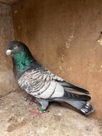 Stencil kleurpostduiven, Dieren en Toebehoren, Vogels | Duiven, Meerdere dieren, Postduif