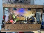Stekelstaart varaan 25 cm, Dieren en Toebehoren, Ophalen, Zo goed als nieuw, Terrarium of Paludarium