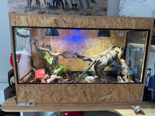 Stekelstaart varaan 25 cm, Dieren en Toebehoren, Reptielen en Amfibieën | Toebehoren, Zo goed als nieuw, Terrarium of Paludarium