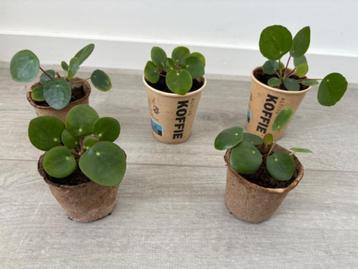 5 Pannenkoekplantjes - 2 euro per stuk beschikbaar voor biedingen