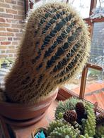 Oude Cactus - 120 jaar - Voor de Liefhebber!, Bloeit niet, Overige soorten, 100 tot 250 cm, Ophalen