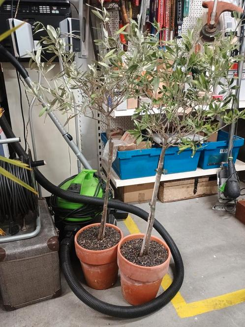 2 x olijven boompje, Tuin en Terras, Planten | Tuinplanten, Vaste plant, Overige soorten, Volle zon, Zomer, Ophalen