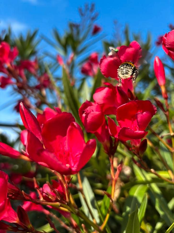 Prachtige Oleander stekken roze, Tuin en Terras, Planten | Tuinplanten, Overige soorten, Volle zon, Zomer, Ophalen of Verzenden