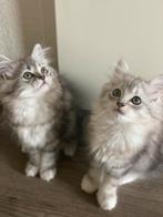 British Longhair kittens, Kater, Ontwormd, 0 tot 2 jaar