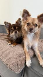 Chihuahua reutje 1 jaar, Dieren en Toebehoren, Honden | Chihuahua's en Gezelschapshonden, Reu, 1 tot 2 jaar, Eén hond, Chihuahua