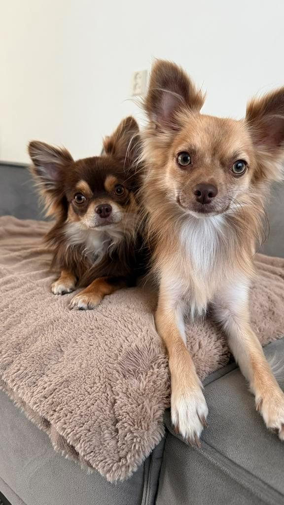 Chihuahua reutje 1 jaar, Dieren en Toebehoren, Honden | Chihuahua's en Gezelschapshonden, Reu, Chihuahua, Particulier, Eén hond