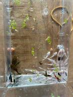 Ancistrus snowwhite korte vin babys, Dieren en Toebehoren, Vissen | Aquariumvissen, Vis
