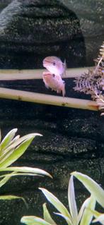 Mooie gouden tandkarper!!, Dieren en Toebehoren, Reptielen en Amfibieën, Overige soorten, 0 tot 2 jaar