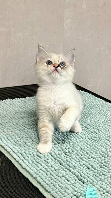 Raszuiver Ragdoll kitten - mag verhuizen!, Dieren en Toebehoren, Katten en Kittens | Raskatten | Langhaar, Poes, 0 tot 2 jaar