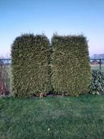 GRATIS Coniferen voor haardhout, Tuin en Terras, Haardhout, Minder dan 3 m³, Ophalen, Overige houtsoorten