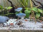 Gourami's, Dieren en Toebehoren, Vissen | Aquariumvissen, Kreeft, Krab of Garnaal