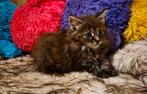 Raszuivere maine coon kittens mogen verhuizen, Dieren en Toebehoren, Katten en Kittens | Raskatten | Langhaar, Meerdere dieren