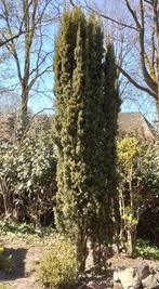 Mooie Taxus Baccata mooie volle 4 meter hoog!, Ophalen, Taxus, 250 cm of meer
