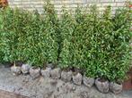 Portugese laurier haagplanten 125-150 cm direct beschikbaar!, Tuin en Terras, Planten | Struiken en Hagen, Ophalen of Verzenden