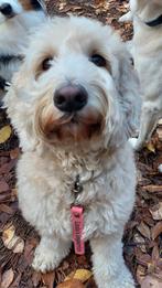 Locatie gezocht voor hondenopvang, Dieren en Toebehoren, Stalling en Weidegang, Weidegang, 4 paarden of pony's of meer