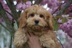 Boomer pups kruising niet verharend, Rabiës (hondsdolheid), Meerdere, 8 tot 15 weken, Meerdere dieren