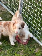 Border collie pupjes, Dieren en Toebehoren, België, Fokker | Hobbymatig, Reu, CDV (hondenziekte)