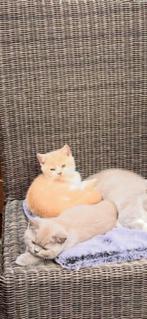 Prachtige Brits korthaar kittens beschikbaar, Dieren en Toebehoren, Meerdere dieren, Gechipt, 0 tot 2 jaar