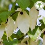 davidia involucrata, Tuin en Terras, Planten | Bomen, Volle zon, Lente, Minder dan 100 cm, Overige soorten