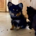 Pomeriaan puppy dwergkeeshond en spits nog 3 beschikbaar, Dieren en Toebehoren, Honden | Chihuahua's en Gezelschapshonden, Rabiës (hondsdolheid)