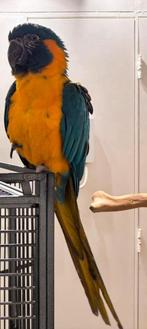 Caninde blauwkeel ara pop, Dieren en Toebehoren, Vogels | Parkieten en Papegaaien, Vrouwelijk, Papegaai, Geringd