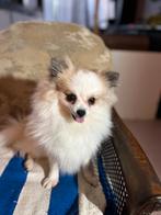 Kleine keeshond/ pomeriaan teefje, Dieren en Toebehoren, Keeshond, CDV (hondenziekte), 1 tot 2 jaar, Teef