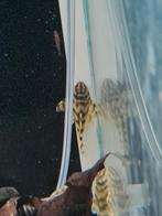 L288 algeneter, pleco, Peckoltia sp. L288