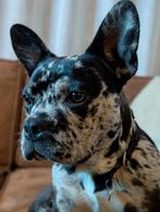Franse Bulldog merle 1 jaar Stamboom, 15 weken tot 1 jaar, Reu, Bulldog, Eén hond
