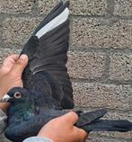 Postduiven LEUS kweek koppel., Meerdere dieren, Postduif