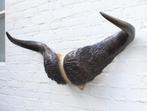 Oude schedel KAAPSE BUFFEL / KAFFER BUFFEL - ref. B, Ophalen of Verzenden, Gebruikt, Wild dier, Schedel