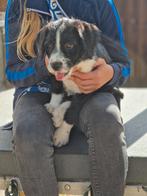 Senne Doodle pups.  mogen het nestje verlaten, Dieren en Toebehoren, Honden | Niet-rashonden, 8 tot 15 weken, Meerdere, Meerdere dieren